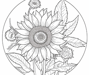 Harmony in Petals Sunflower Delight