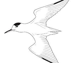 Arctic Tern Ocean Odyssey