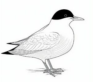 Arctic Tern Coastal Sojourn
