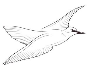 Arctic Tern Maritime Voyage