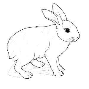 Arctic Hare coloring pages – Coloring corner