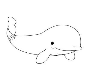 Beluga Whale Marine Wonder