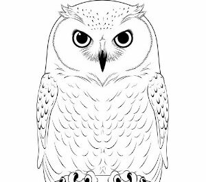 Snowy Owl Silent Majesty