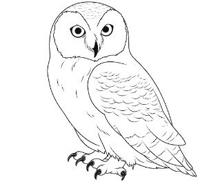Winter’s Muse Snowy Owl
