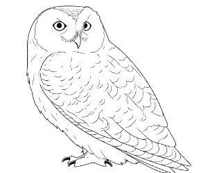 Snowy Owl Arctic Illusions