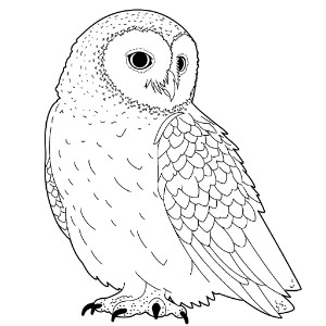 Snowy owl coloring pages – Coloring corner