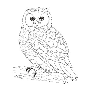 Snowy owl coloring pages – Coloring corner