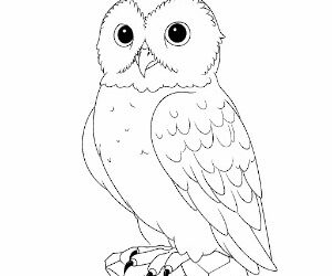 Arctic Elegance Snowy Owl