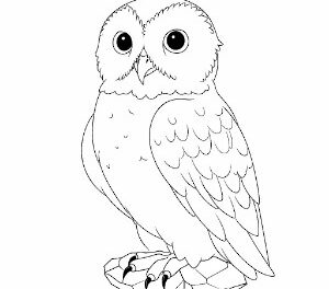 Arctic Elegance Snowy Owl