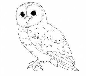 Snowy Owl Nocturnal Palette