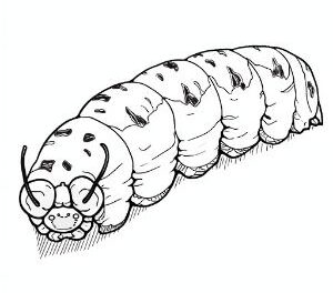 Caterpillar